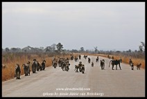 A huge troop of baboons