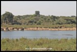 Elephants and impalas mingle on the bank of the Sabie