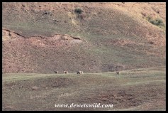 Eland on the slope of Dooley Mountain