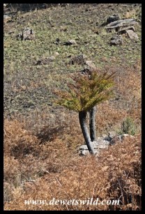 Common Tree Ferns