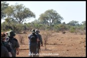 Warthog fleeing from the group