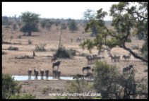Wildebeest and zebra heading for the water
