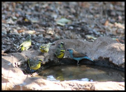 Yellow-fronted canaries and a blue waxbill