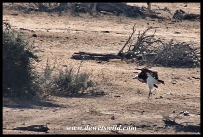 White-headed vulture coming in for a landing