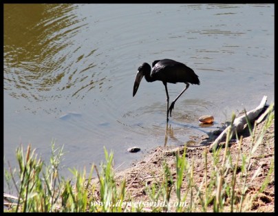 African Open-billed Stork searching for freshwater mussels