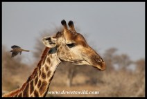 Giraffe and red-billed oxpecker