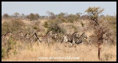Plains zebras making their escape