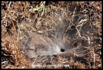 Funnelweb spider's nest
