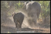 Elephant calf playing with the dust