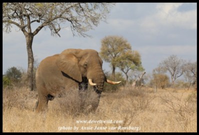 Big elephant bull just outside Satara