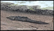 The crocodiles at Nsemani Dam seems to have acquired a new fashion of mud on their backs ;-)