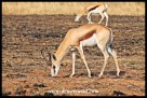 Springbok ram at Rietvlei Nature Reserve