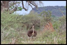 Common Ostrich in northern Kruger