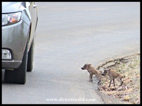 Two tiny warthogs in a big, scary world
