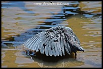 Black Heron "canopy feeding"
