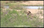 Lion lying on the river bank