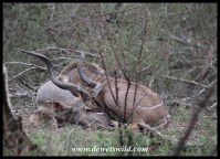 Sleepy kudu