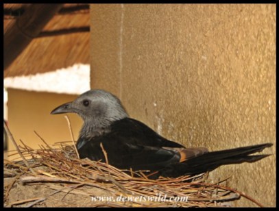 Female Red-winged Starling on her nest at our cottage