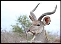 Young kudu bull