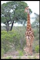Towering giraffe