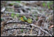Pair of Little Bee-Eaters