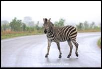 Zebra crossing a very wet road