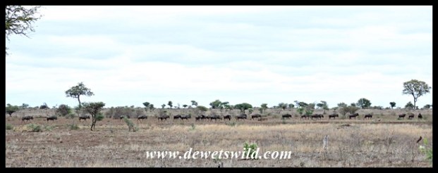 At times Satara's plains are reminiscent of the Serengeti