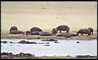 Pod of hippos in the bed of the Olifants
