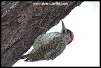 This trusting Golden-tailed Woodpecker distracted us from our breakfast at Tshokwane