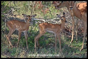 December is the time for baby impalas!
