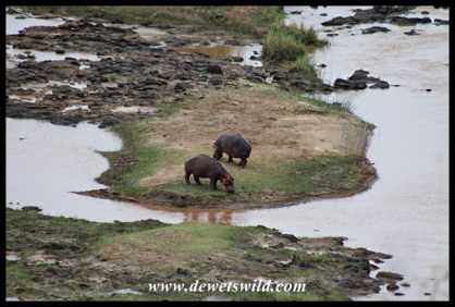 Hippos from N'wamanzi Viewpoint