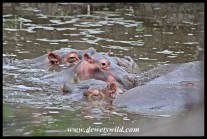 Another pod of hippos at the Ngotso weir