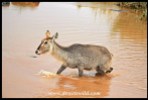Showing just how the waterbuck got its name!