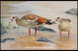 Egyptian Geese at the Balule causeway