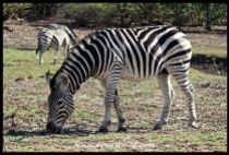 Zebra grazing on new growth next to the Letaba