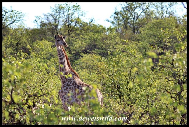 Giraffe in the mopane