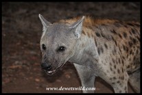 Spotted hyena close up