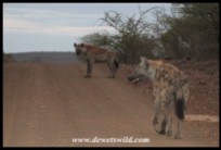 Hyenas always seem to be on the way to somewhere...