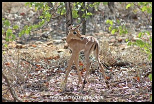 Baby impala in the mopane scrub
