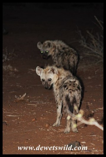 Two very coy young hyenas
