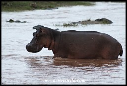 Hippo posturing at the Balule causeway