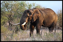 Another lone old tusker