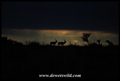 Just a sliver of light at the back of these kudus