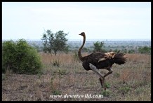 Ostrich female being blown all over the place by the strong wind