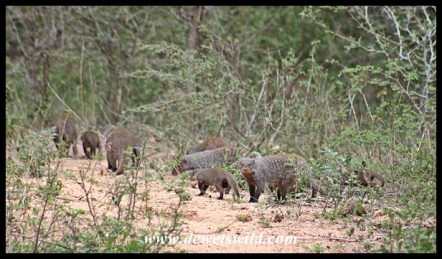 Banded mongoose troop at Skukuza