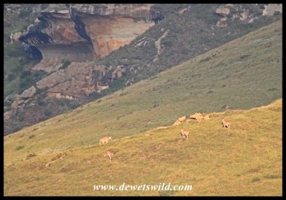 Eland cresting a nearby hill