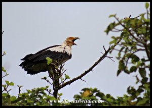 Palm-Nut Vulture, Umlalazi Nature Reserve, March 2016