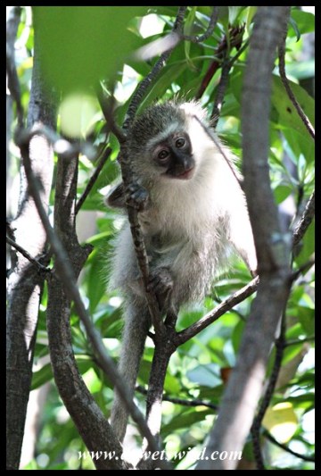 Vervet Monkey in a mangrove tree