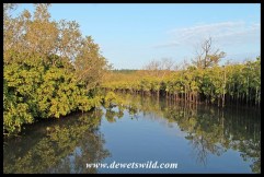 Mangroves lining the lagoon at Umlalazi Nature Reserve