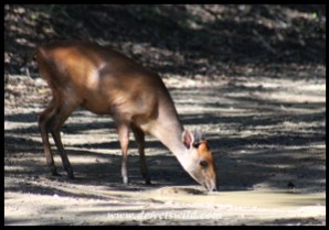 Red Duiker abound in the forests